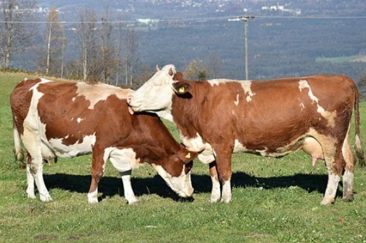 母牛怀不上,母牛怀不了孕怎么办