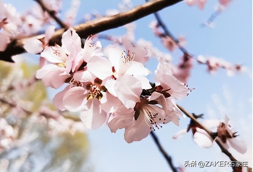 石家庄早新闻,早新闻完整内容