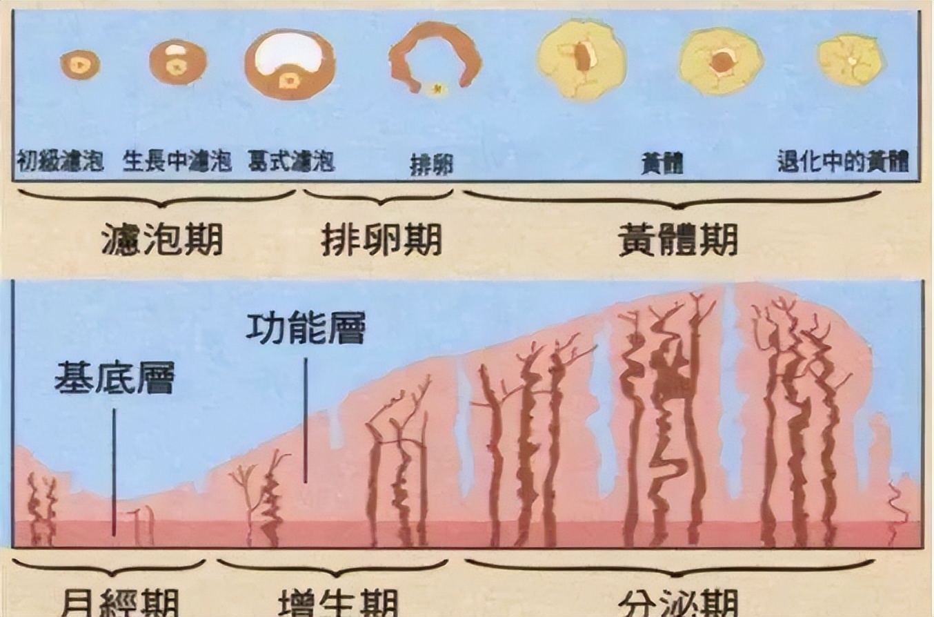 子宫内膜和卵泡必须达到什么标准才好受孕？