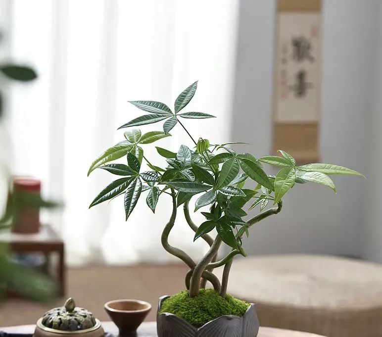 绿植不怕冻客厅,10种不怕太阳晒的盆栽绿植