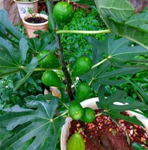 在家养无花果,无花果怎么养能长得快