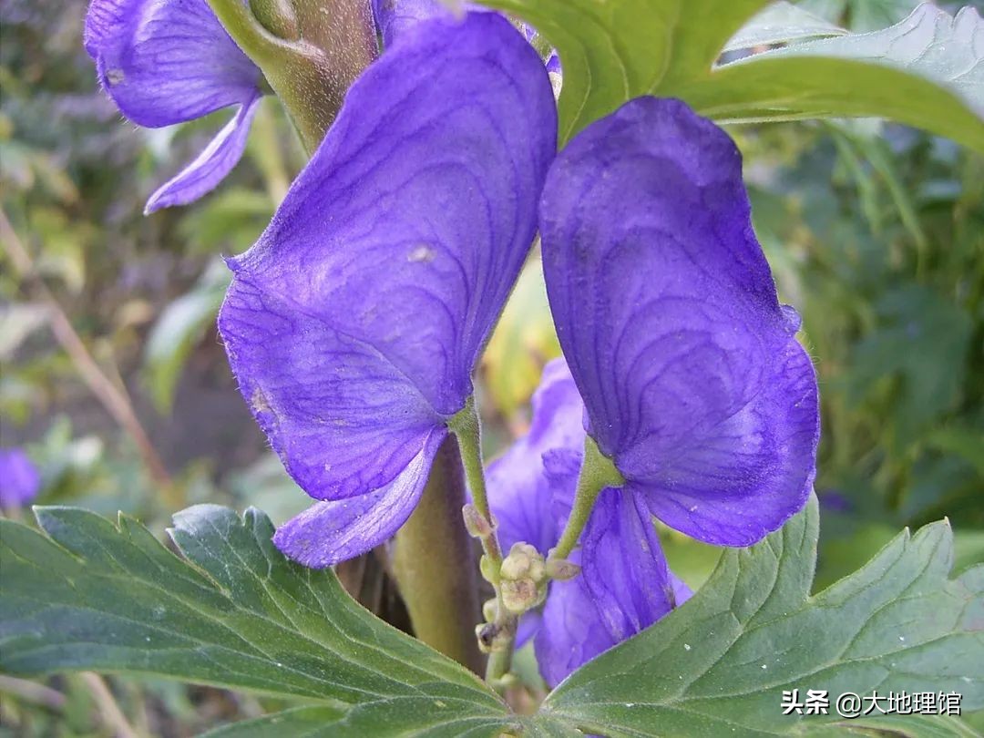 重庆菜为啥麻,重庆的麻是怎么做出来的