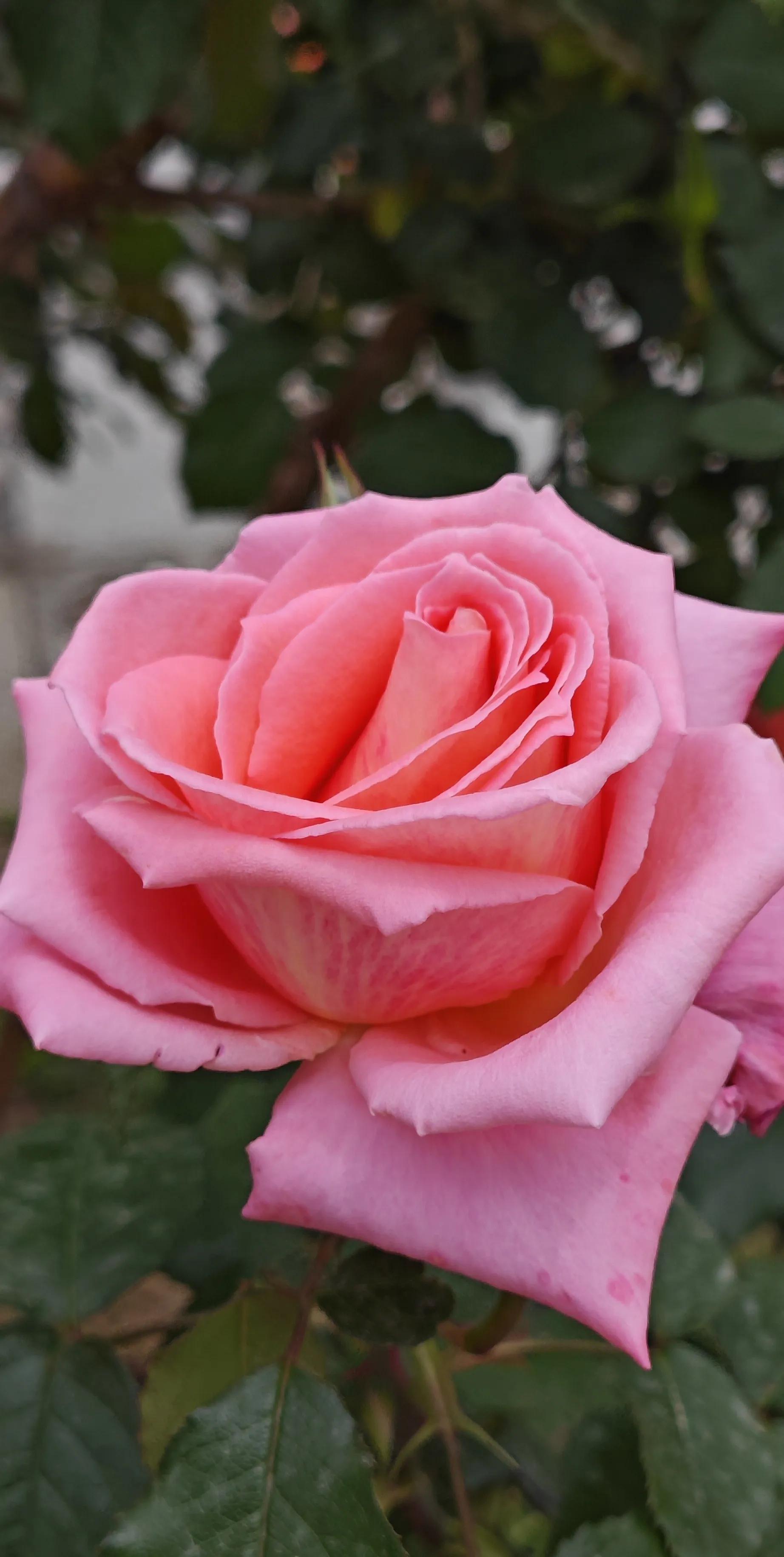 春天的月季花作文500字,春天的月季花是什么颜色