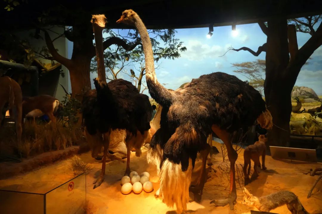 打卡山东博物馆和大明湖,山东博物馆打卡预约