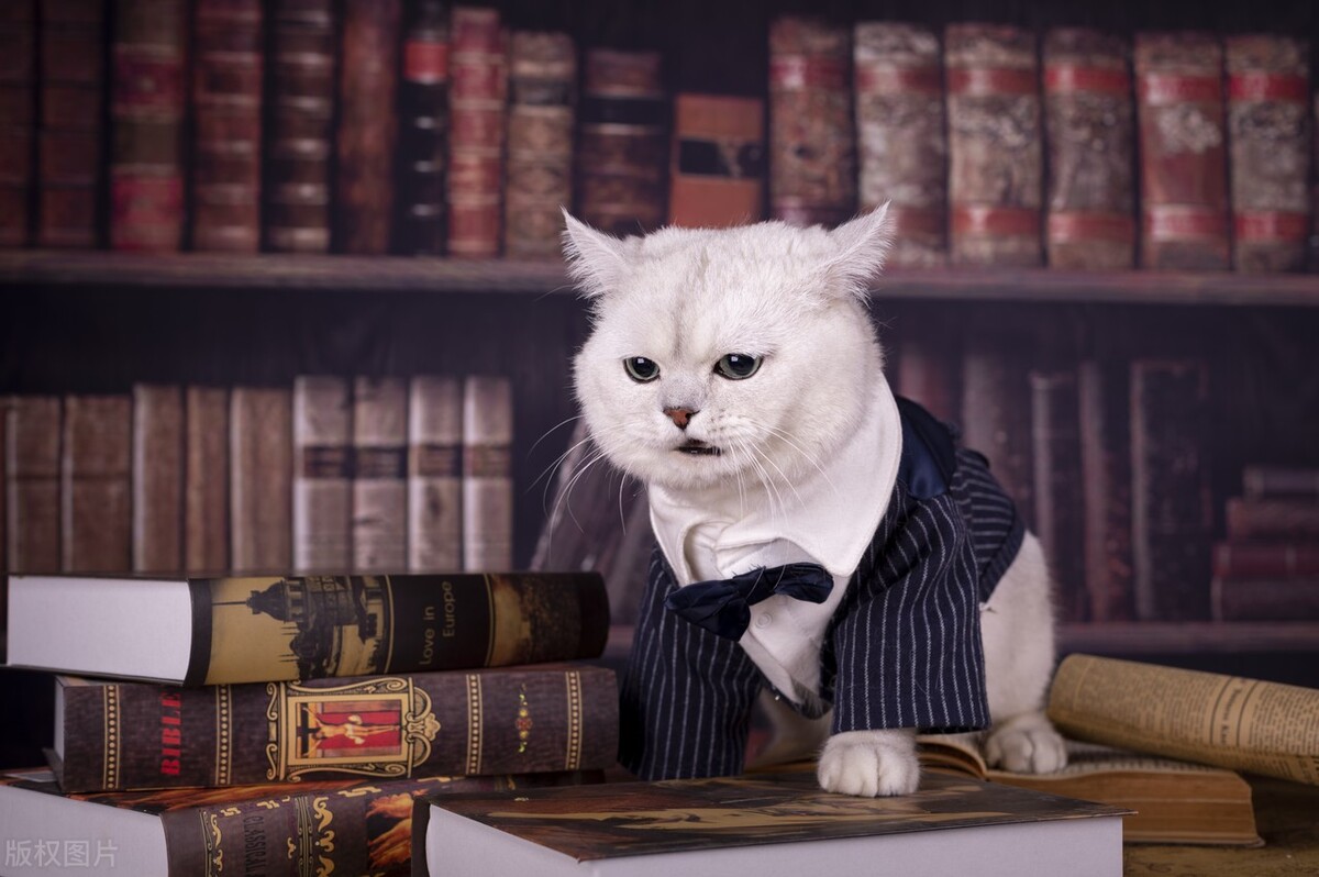 为什么猫猫都不喜欢洗澡,猫猫为什么不喜欢睡主人身上