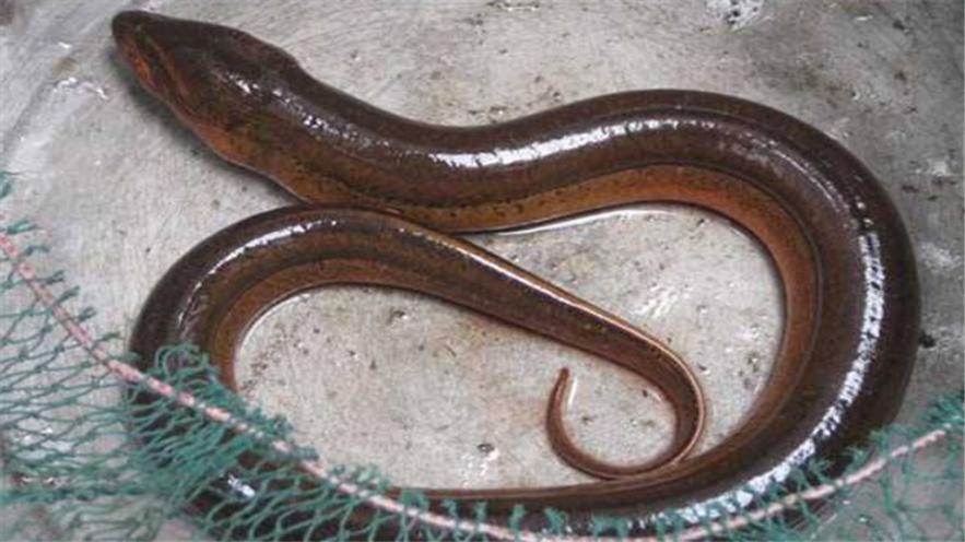 有性生殖与无性生殖后代,自由交配后代基因频率为什么不变