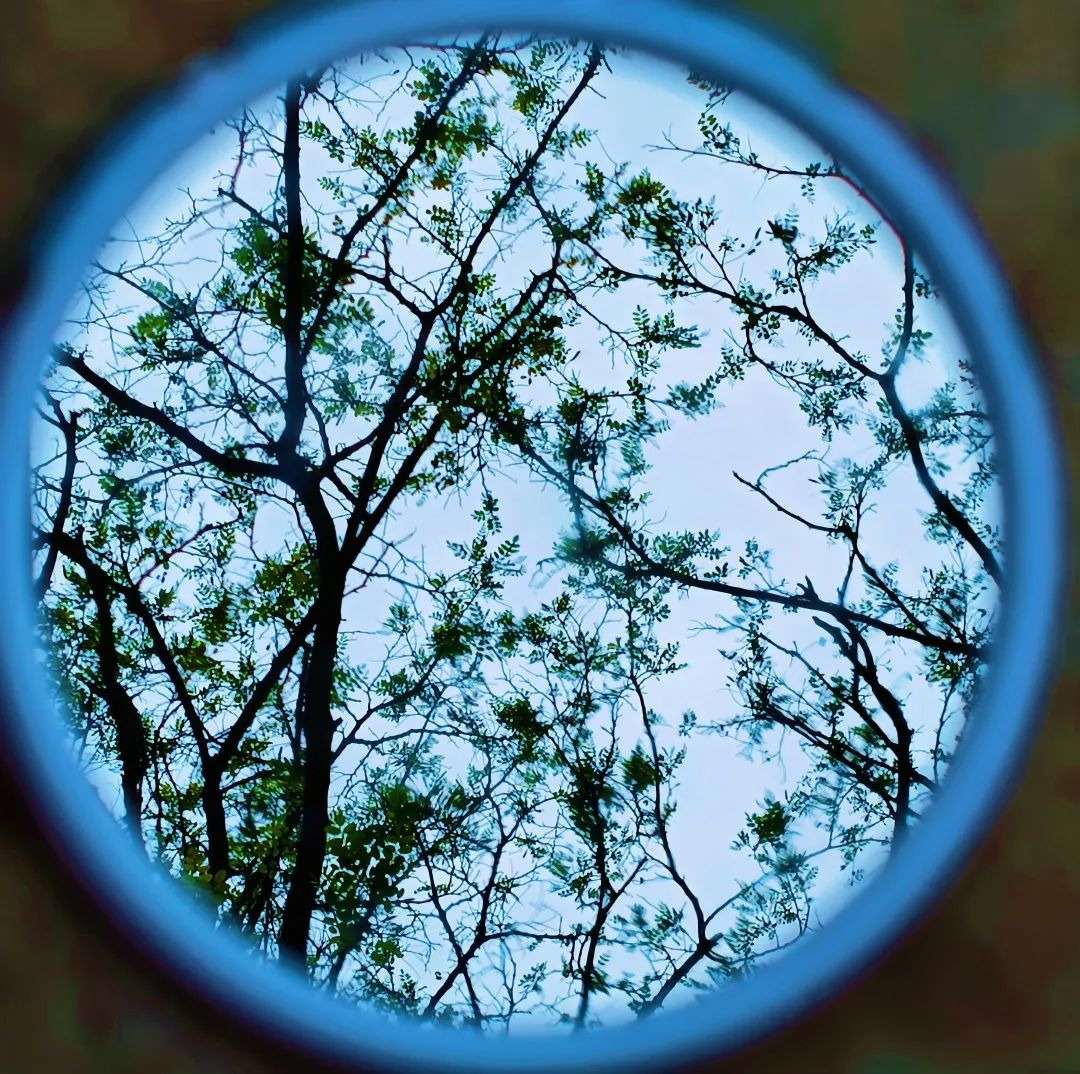 一探究“镜”!共赏镜子里的山中医