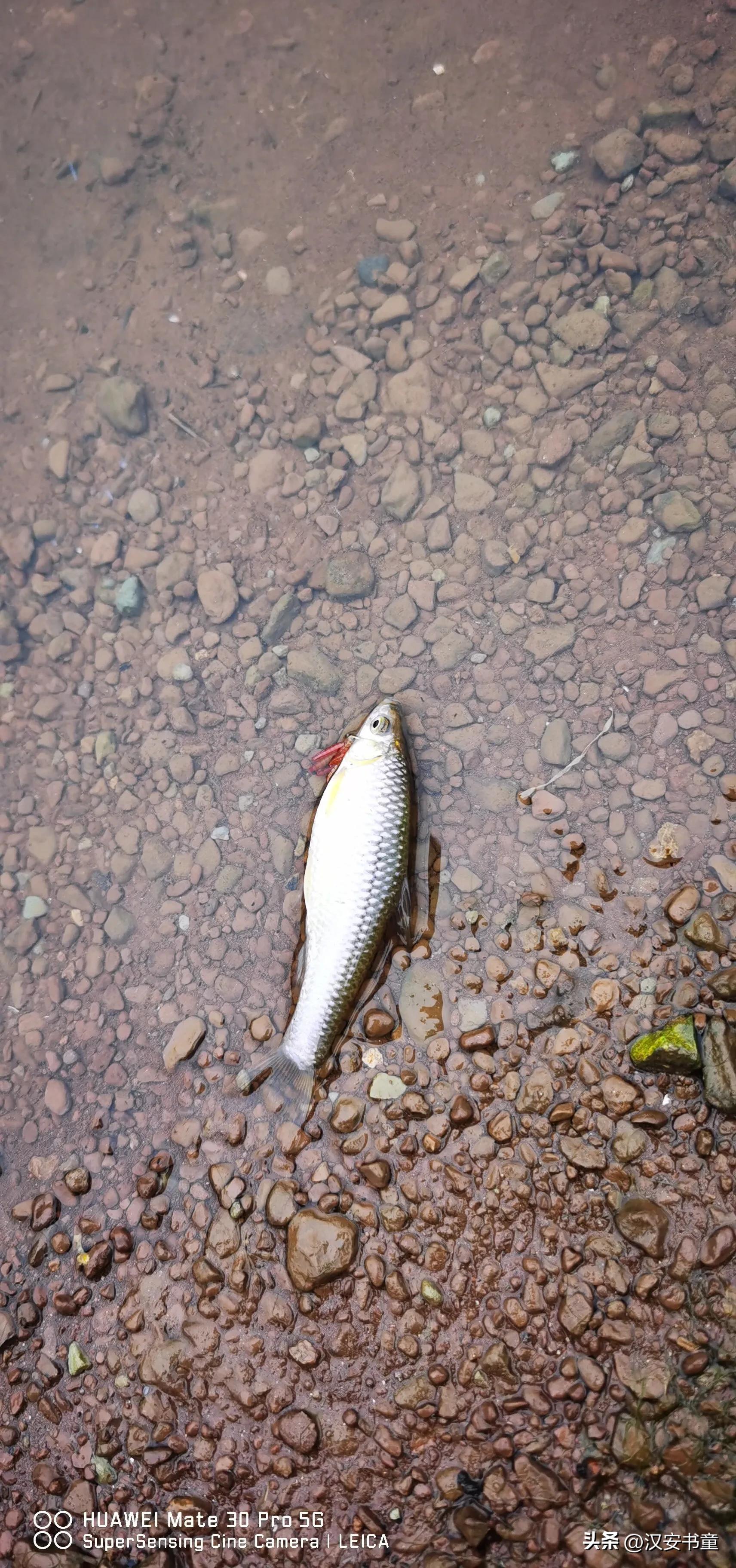 鲫鱼产卵的时候怎么调漂,鲫鱼岸边产卵前好不好钓