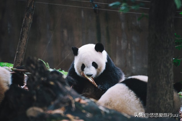 成都旅游攻略成都必去的五个地方,成都攻略十个必须要去的地方