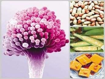 使用绞肉机会损伤肝脏系谣言,医生为什么不让用绞肉机