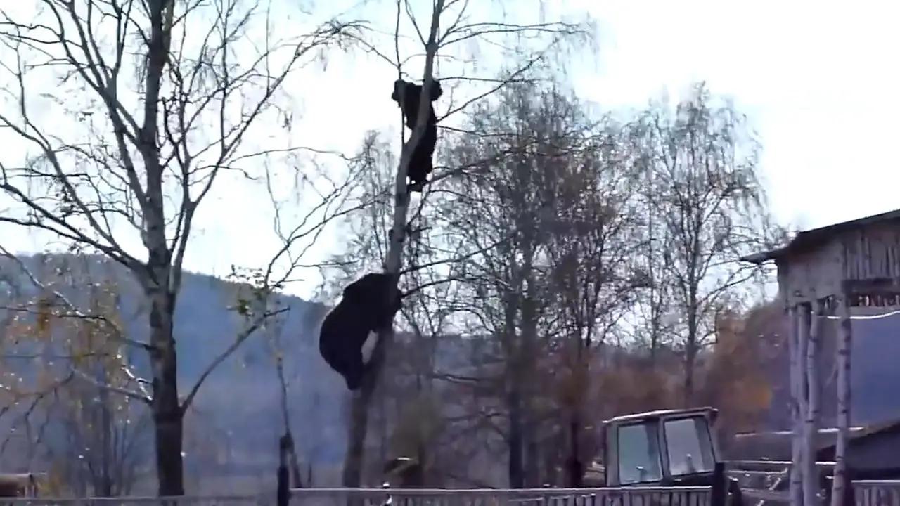 被黑熊袭击为什么这么严重,男子家中遭黑熊袭击徒手击退黑熊