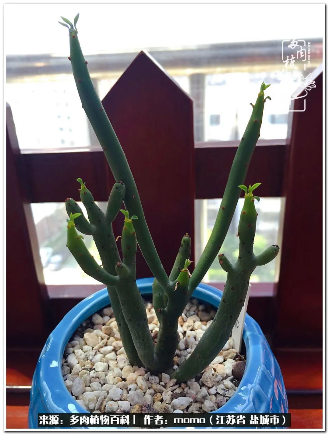 露养一个月的多肉图片,露养多肉春天外面过夜么