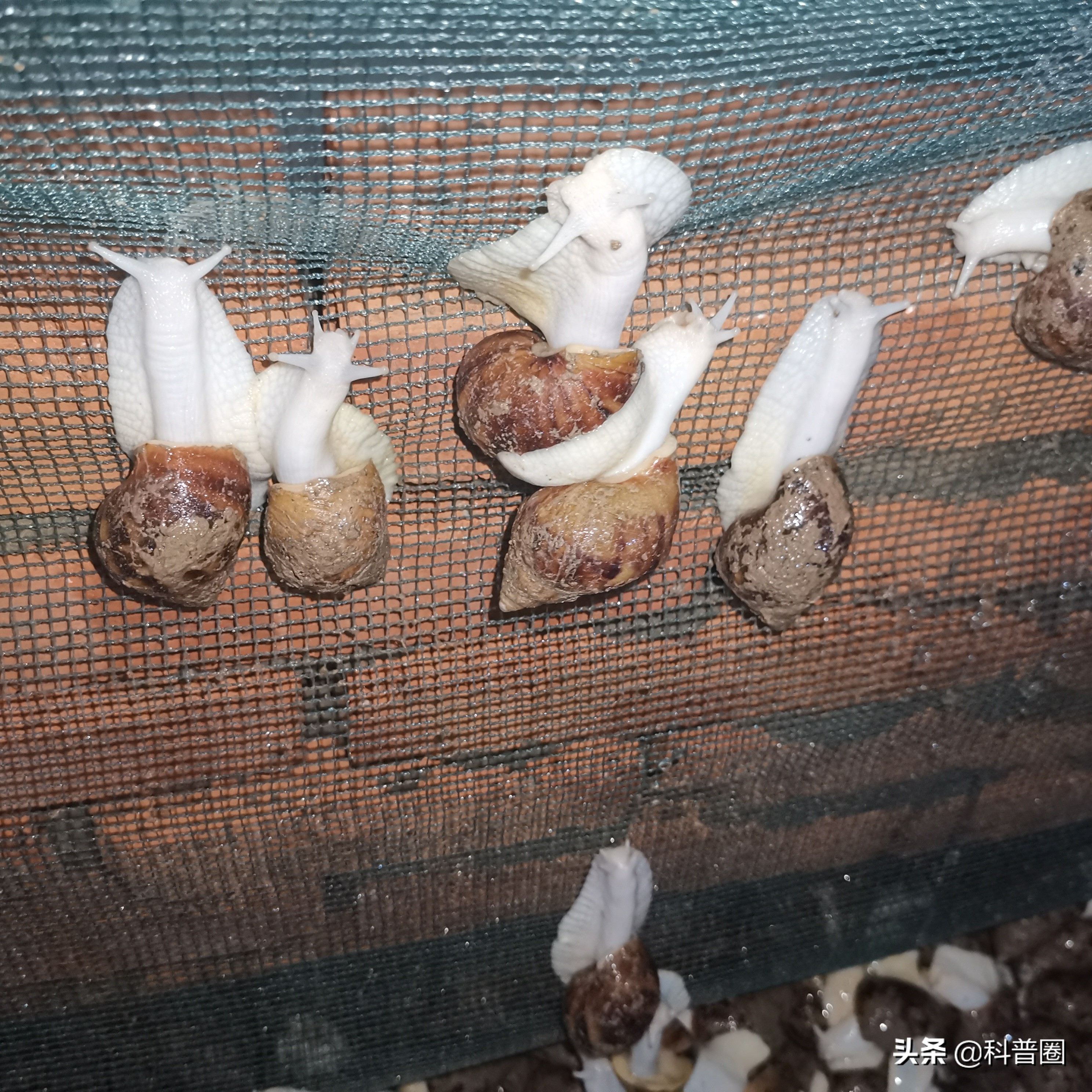 法国大蜗牛多少钱一斤,为什么只有法国的蜗牛可以吃