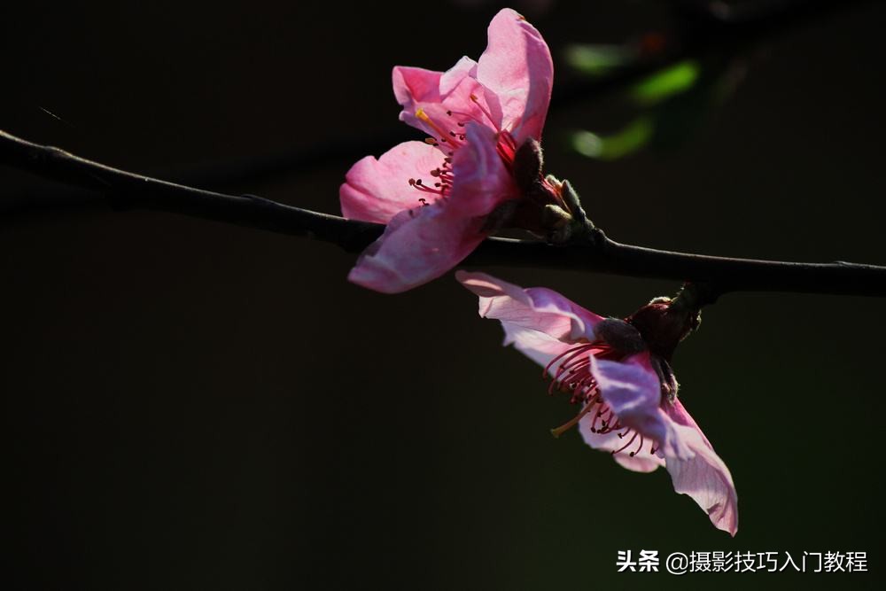 摄影花怎么拍,摄影技巧拍花常用的5种构图方法