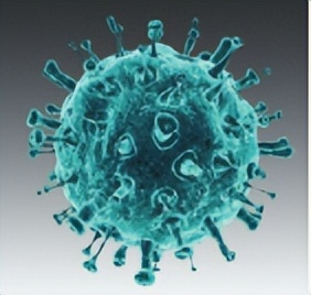 苏教版五年级科学刺激与反应ppt,2022苏教版五年级科学下册复习题