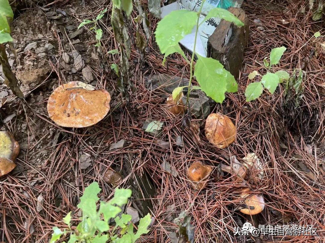 蜜蜂谷养殖,普定蜜蜂谷