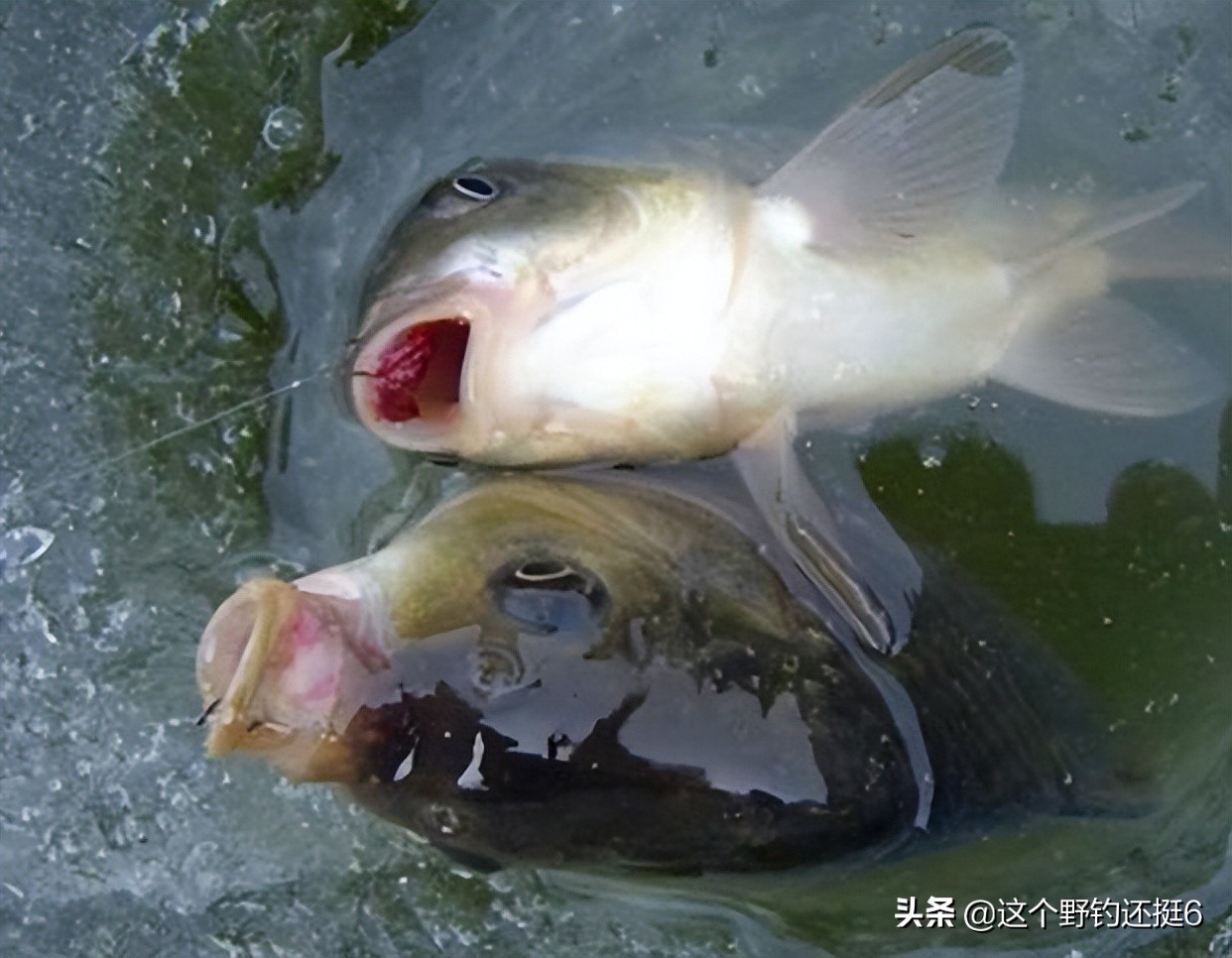 野钓钓鱼技巧选钓位和时间,春末钓鱼技巧选钓位和时间