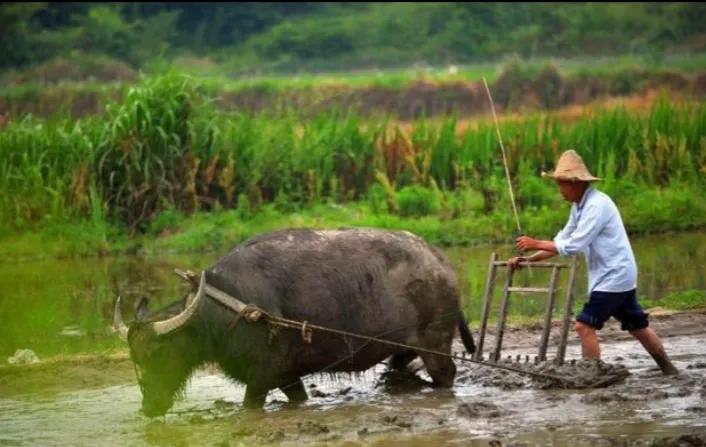 俗语“头无脑油脚无汗，到老还是穷光蛋”，是什么意思？