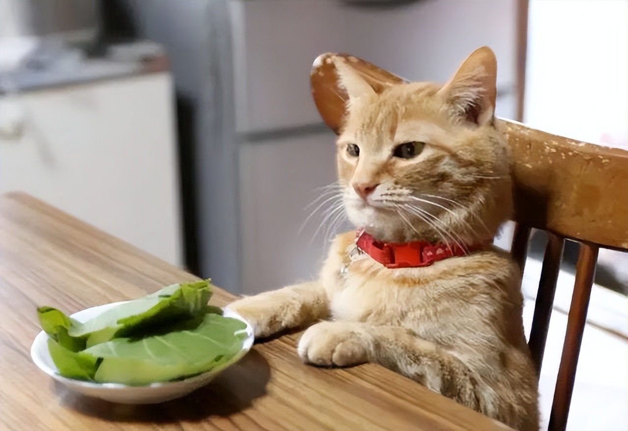 把猫咪关笼子里2个月,把猫咪关外面一晚上冻死了