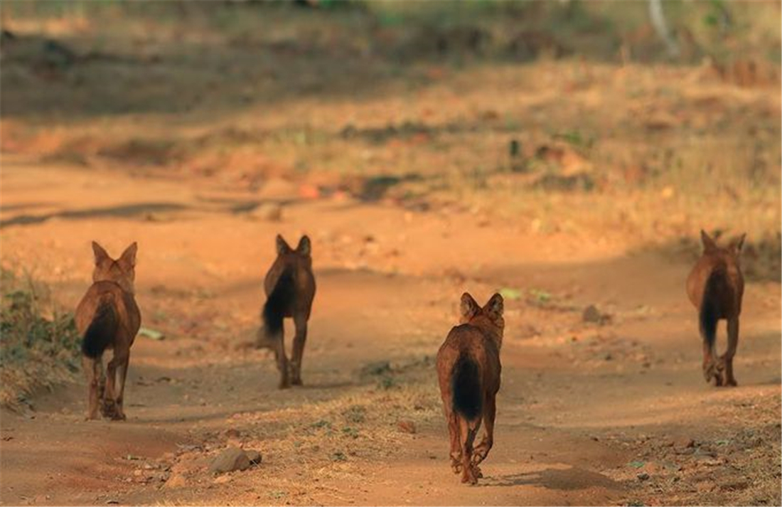 祁连山发现猛兽,祁连山发现300多只野生马鹿