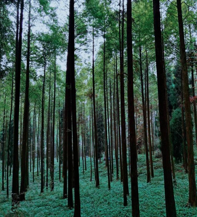 成都徒步原始森林好去处推荐,成都周边徒步森林公园推荐