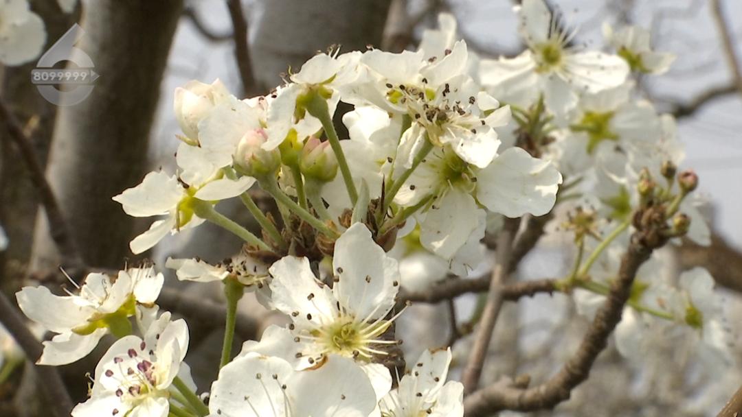 这里又一片花海！周六等你