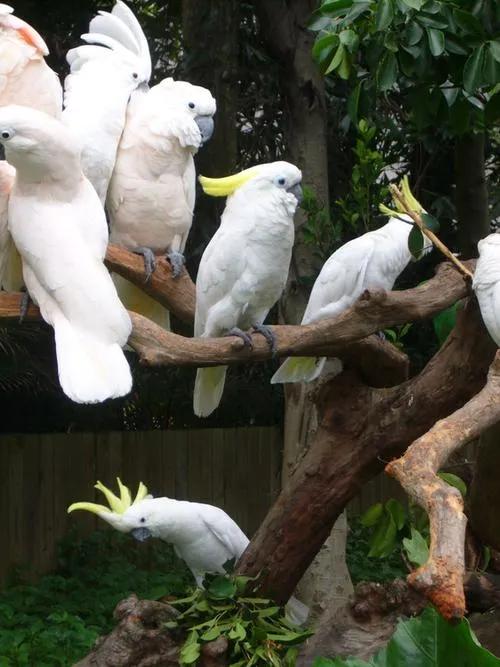 广州长隆野生动物世界有大象吗,广州长隆野生动物世界有多少动物