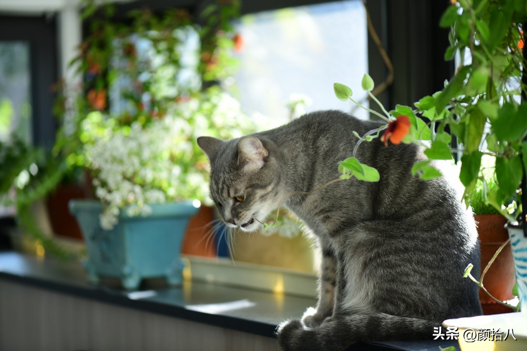 植物冬天屋里冻伤了怎么办,植物冻死了怎么救活