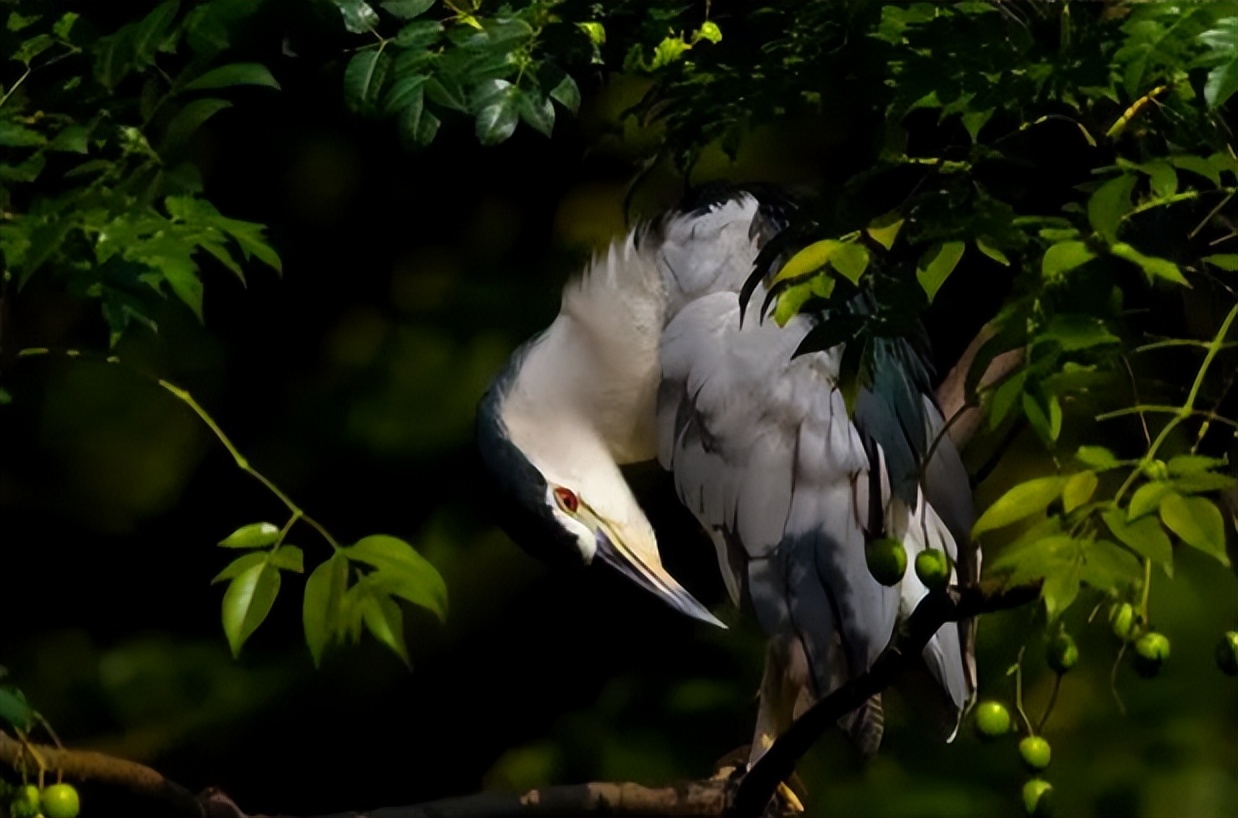 爱登堡的自然界,爱登堡效果