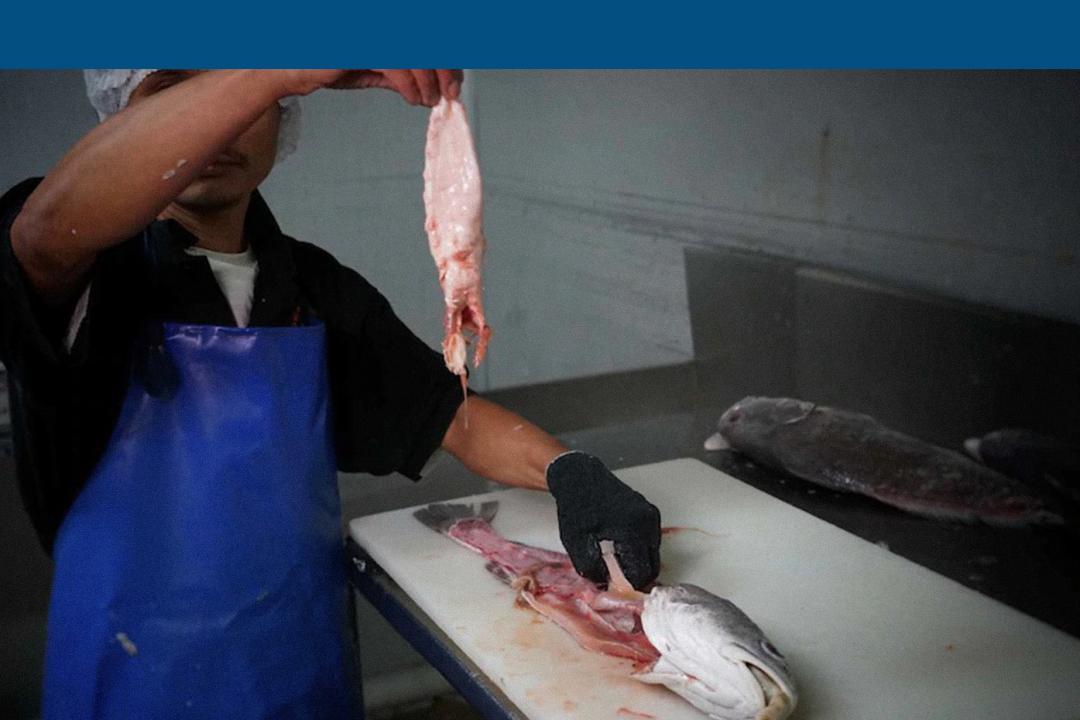 腥味比较淡的花胶,花胶的秘密