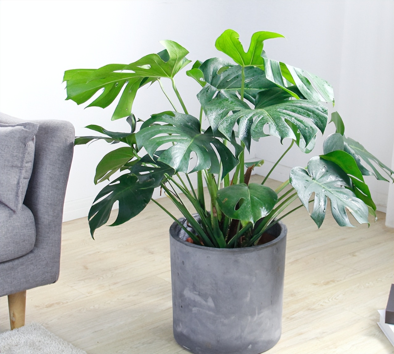 吸甲醛的绿植最好养的,哪一种绿植对新装修的房子最有效