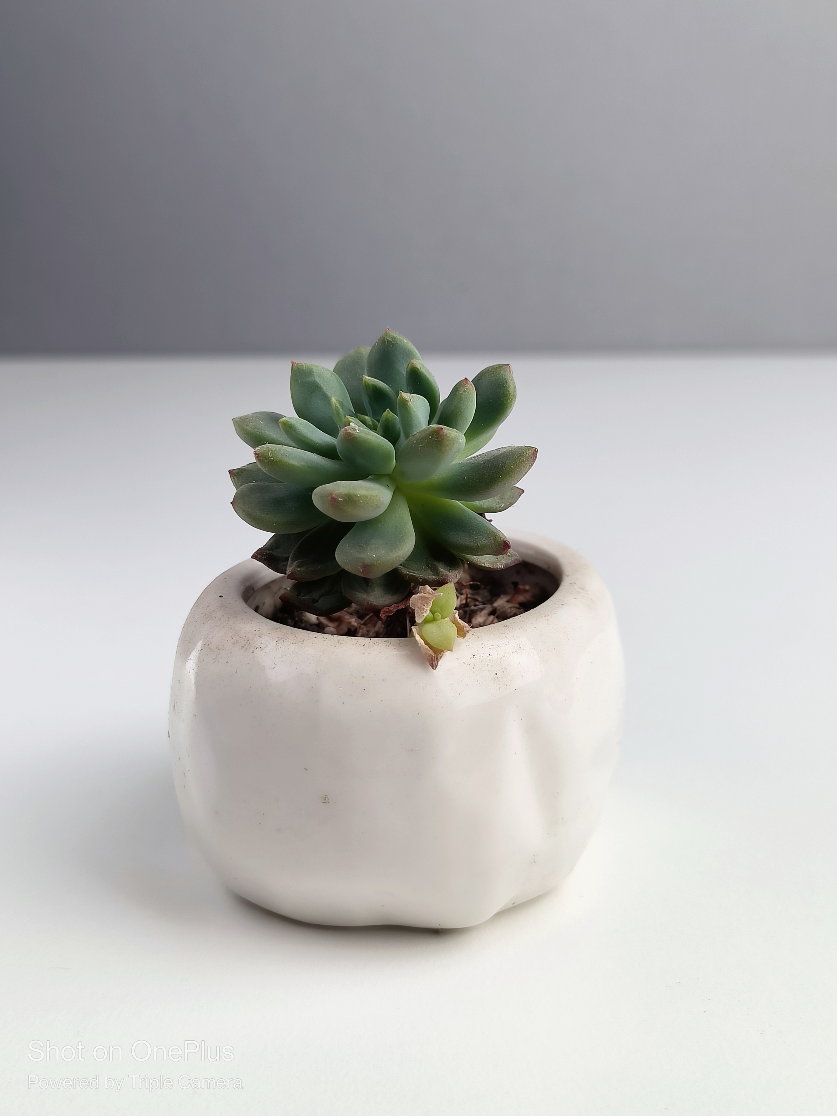 一加ace2v和苹果xr哪个好,从苹果xr换到14plus