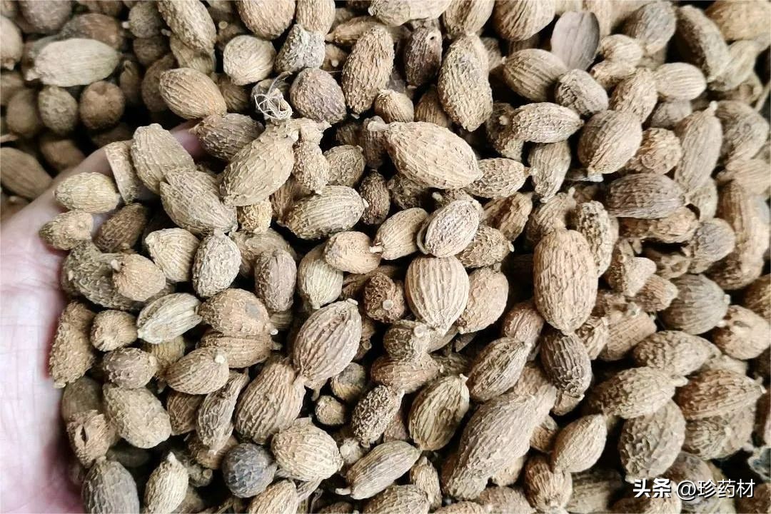 药材市场新闻,土鳖药材市场