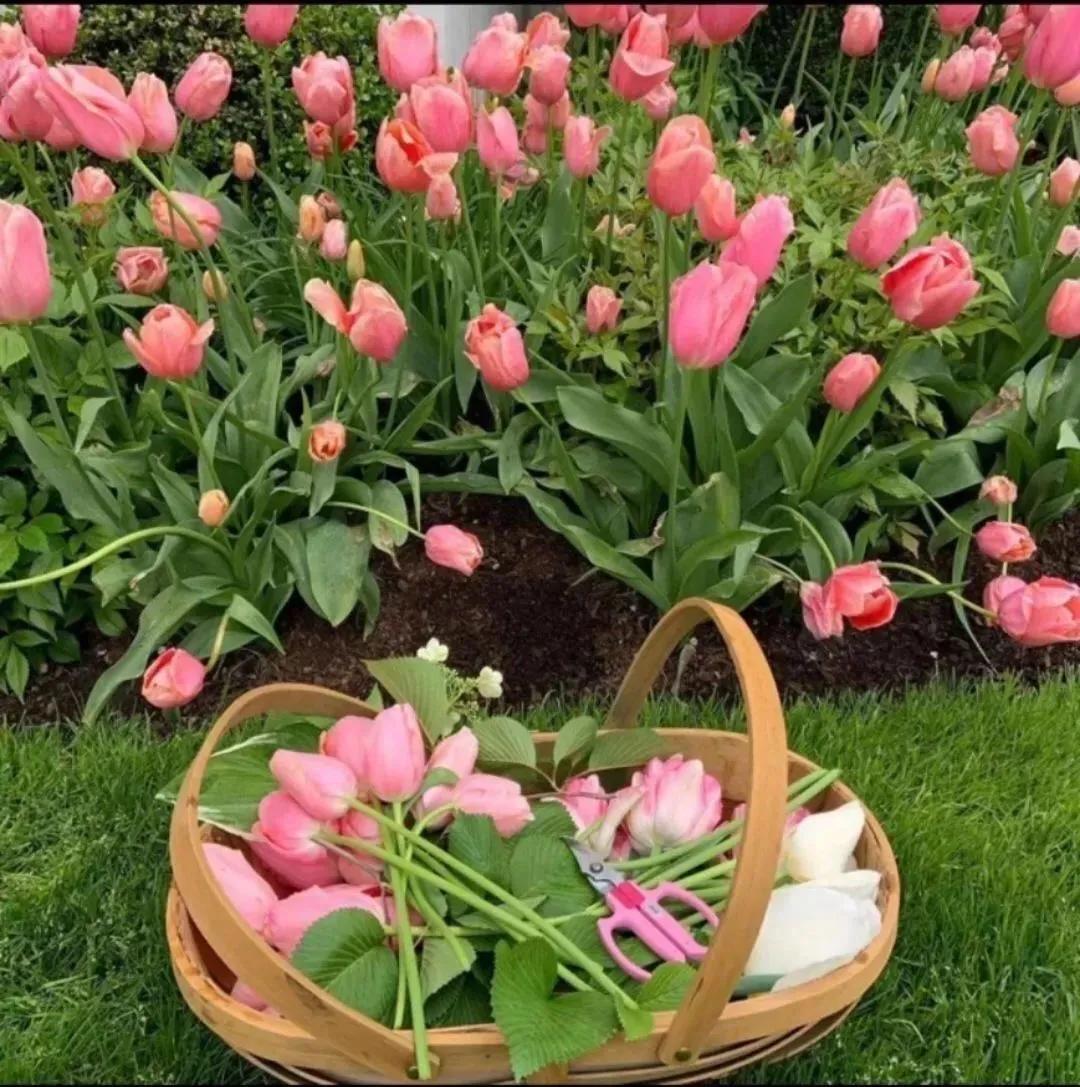 令人心情放松清爽的背景图,背景图小清新温馨春天