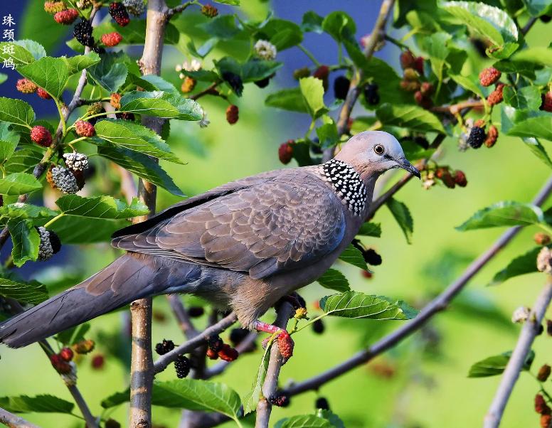 大斑鸠要吃小斑鸠吗,斑鸠喂食的危害