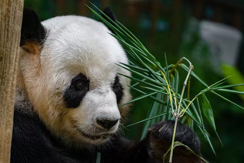 各国对待中国熊猫的态度,盘点各国对待大熊猫的态度
