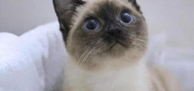 暹字怎么读,暹罗猫介绍拼音