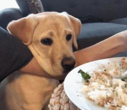 拉布拉多好养吗的缺点和优点,拉布拉多和金毛的优点和缺点