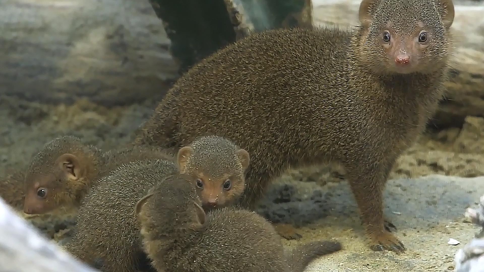 动物界的“地头蛇”，和“非洲一哥”蜜獾有一拼，它究竟是谁？