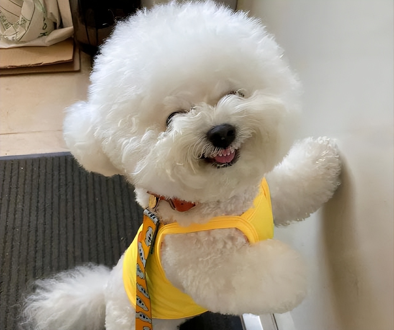 千万别让比熊犬“流浪”的原因，看下去，希望你珍惜