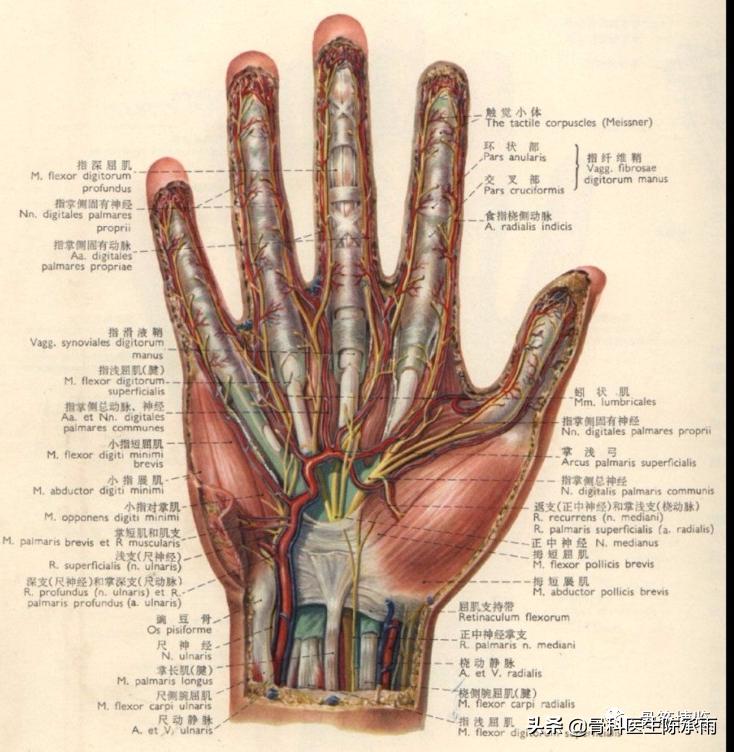 腕部切割伤康复训练,腕部割伤如何处理