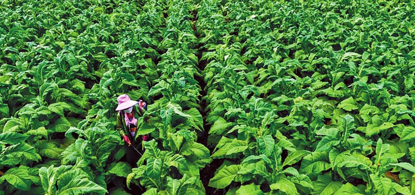 10元烟和20元烟哪个害处大,抽几块钱的烟和15块的烟有区别吗