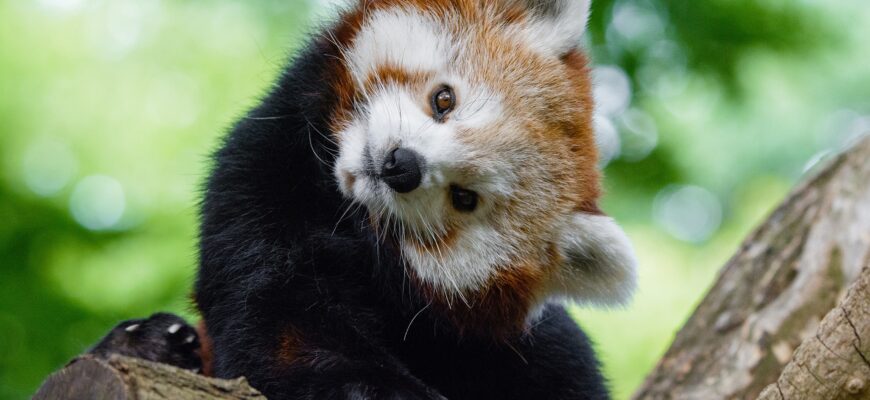 世界上最可爱的动物排名,世界上最可爱的动物宝宝