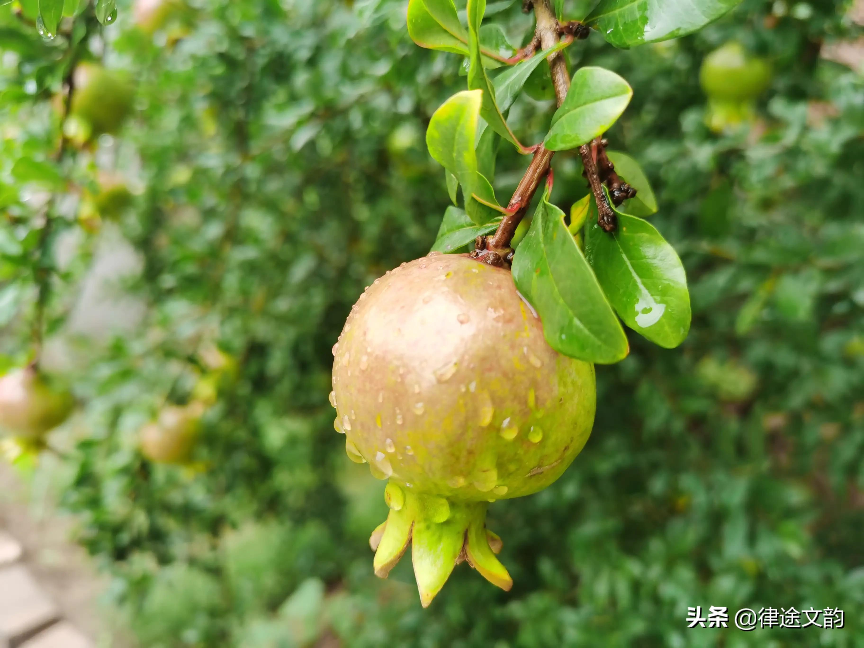 读田园诗句，放松夏日的烦热