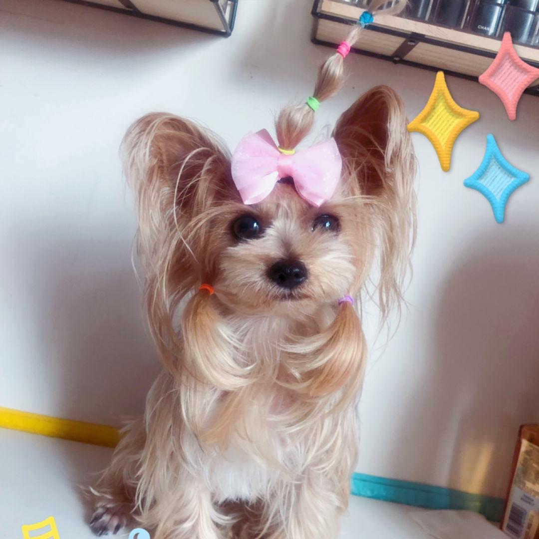 马尔济斯犬和约克夏区别大吗,马尔济斯犬和约克夏犬生孩子