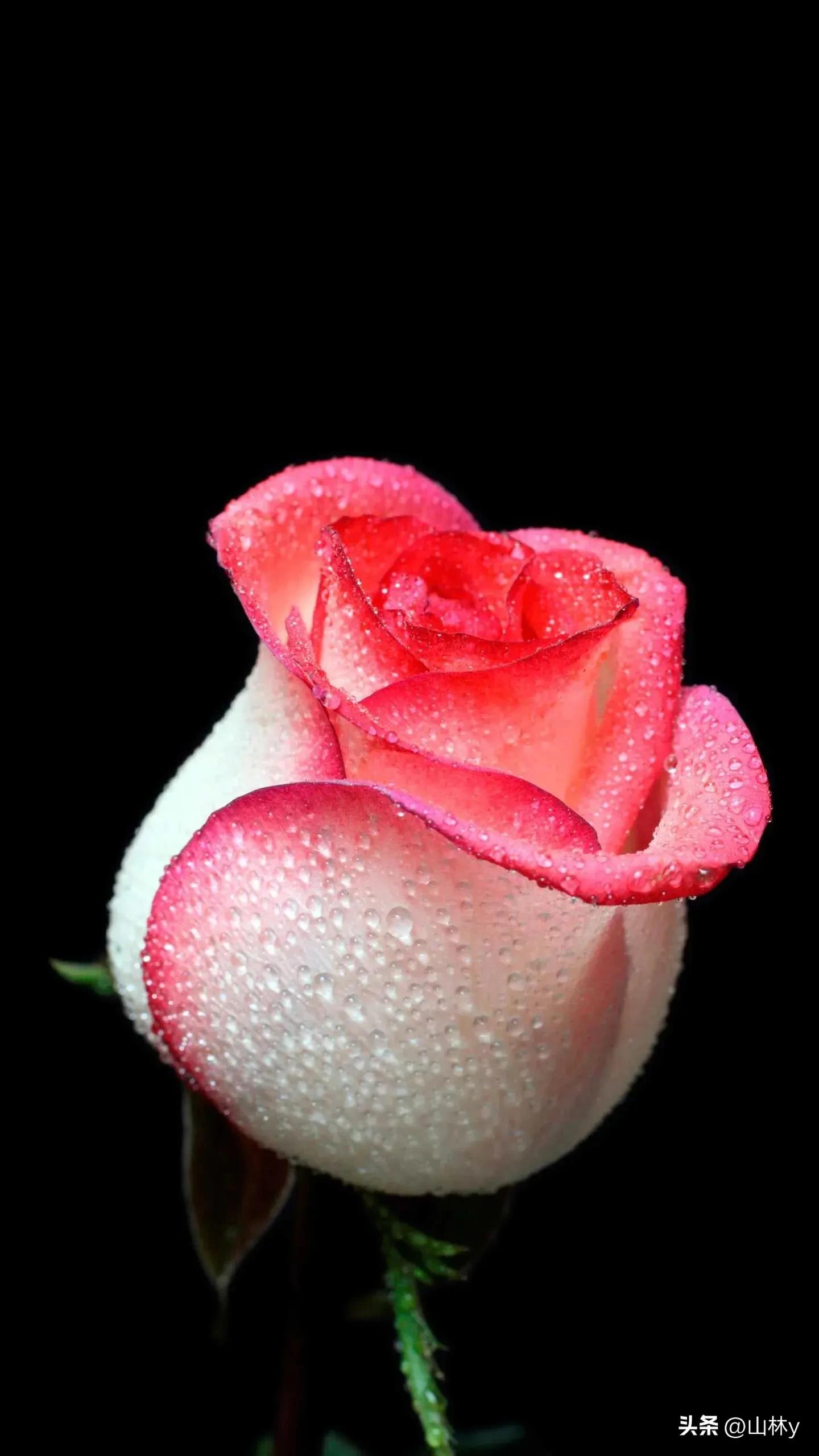 分享玫瑰花的图片,最美的玫瑰花送给最漂亮的你图片