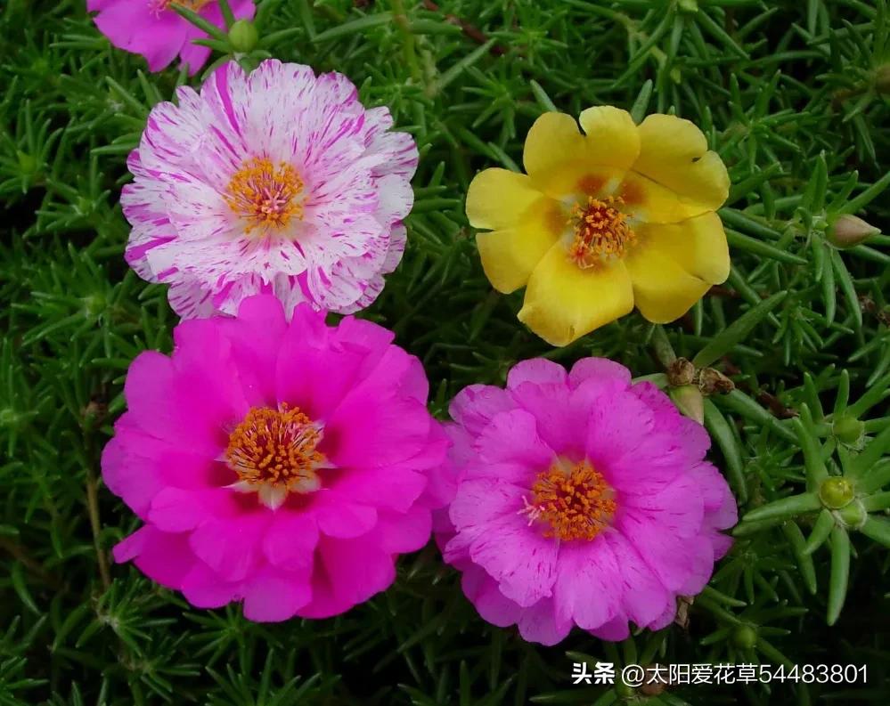 哪些好养易开花爆盆易度夏的花,适合夏天养且能开的花