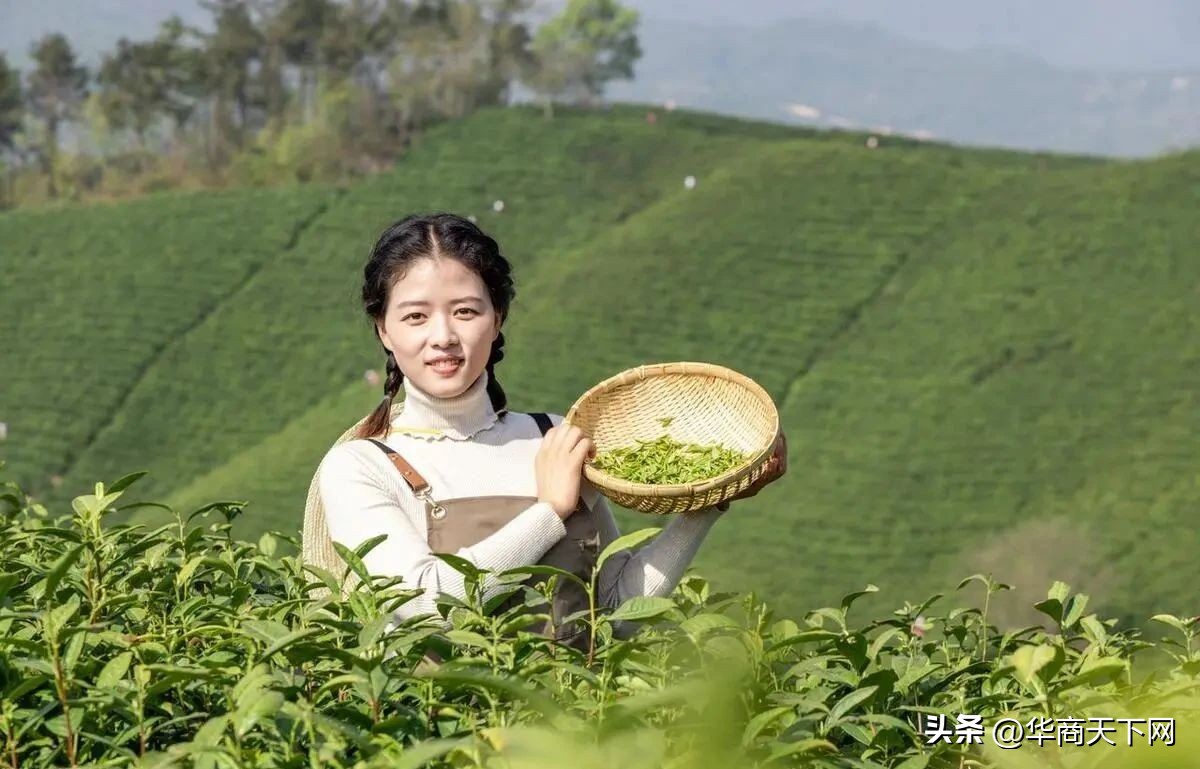 信阳毛尖事件央视,信阳毛尖事件头条