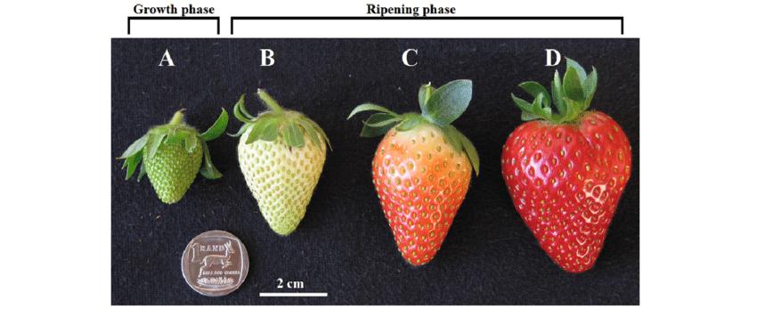 春天有什么水果是应季的吗,春天不能错过的应季水果