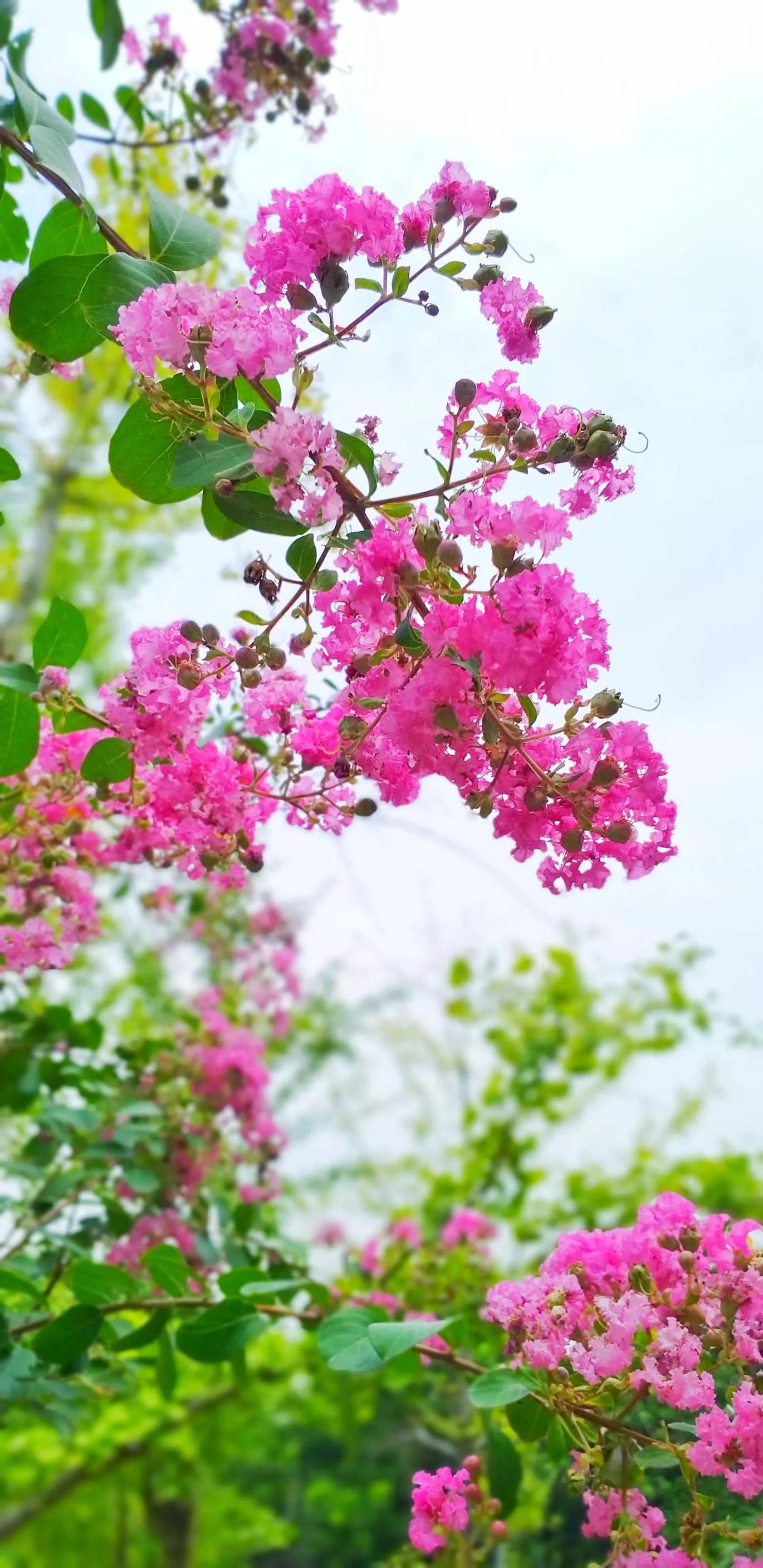 认识各种花的花名,认识各种花的名称